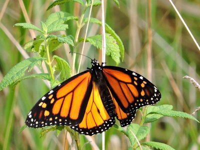 Beautiful Photo bug butterfly