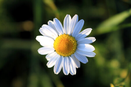 Nice detail of daisy in summer photo