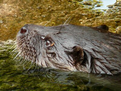 Swimmer water fur
