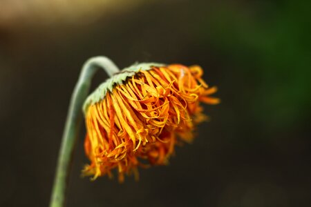 Andrena animal bee photo