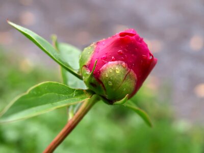 Stem red dark pink