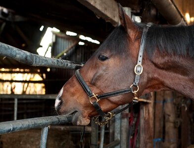 Barn brown cavalry photo