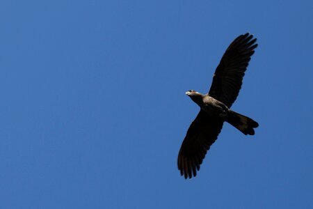 Black cockatoo fly wings