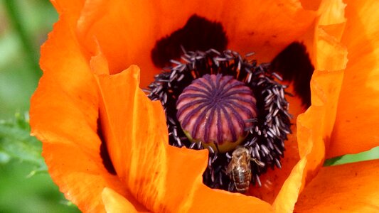 Bloom plant bee