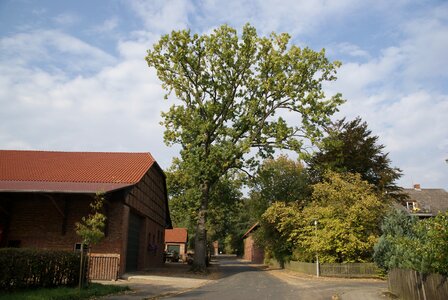 Edemissen oak tree