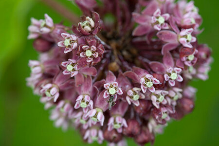 Common Milkweed-2 photo