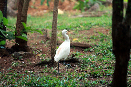 Egret Heron Bird Walking photo