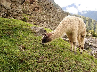 Llama Feeding on the Grass at Machu Picchu, Peru photo