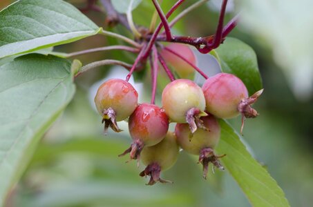 August apples green apple photo