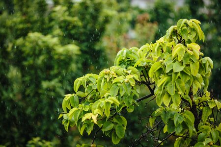 Rain rainy season spring time photo