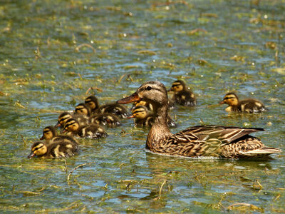 Mallard Family with Duck and Ducklings photo