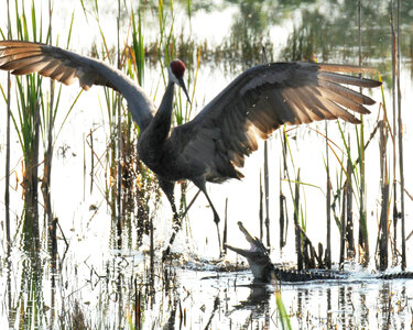 Sandhill crane versus an alligator photo