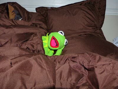 Tired bed kermit frog photo