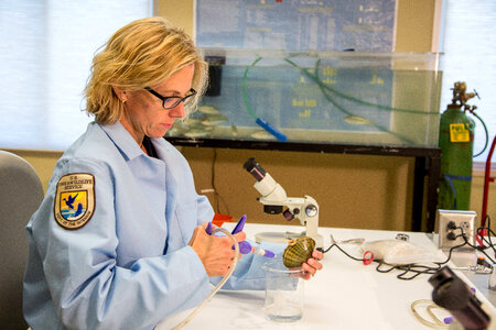 Researcher examines a freshwater mussel-1 photo