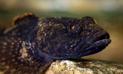 Potomac sculpin-1
