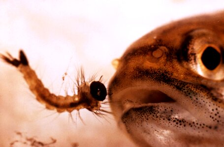 Fish larva mosquito