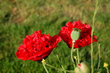 Poppy red flower summer photo