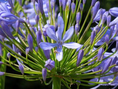 Flowers nature britains