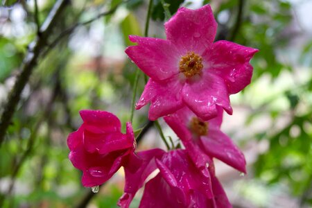Bloom floral pink