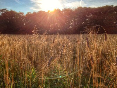 Sunset harvest agriculture