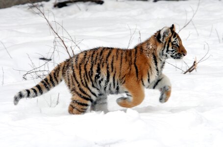 Snow winter big cat