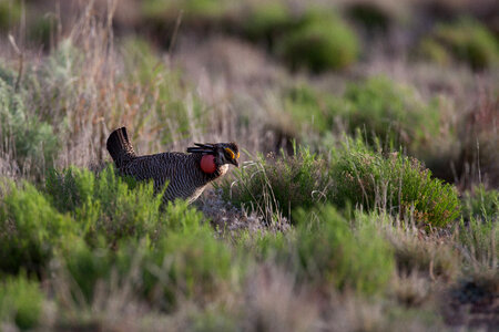 Lesser Prairie-Chicken-24 photo
