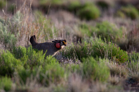 Lesser Prairie-Chicken-24