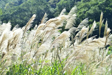 Dry reed photo