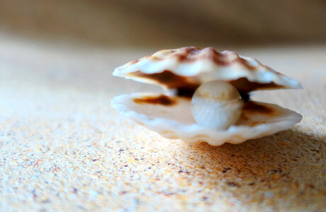 Clam with pearl in it photo