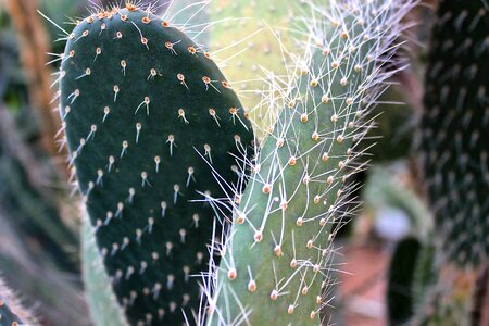 Thorns cactus greenhouse plant photo