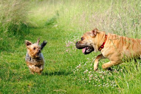 Animal beautiful photo canine
