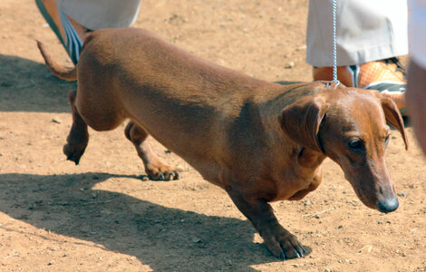 Dachshund Breed Dog photo