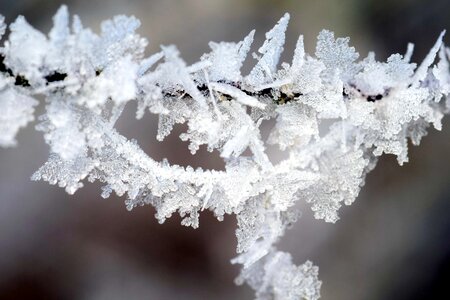 Beautiful Photo branch cold