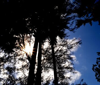 Bright Sky Trees Sunbeam photo