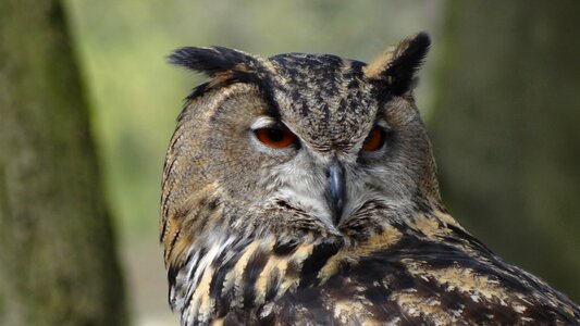 Night bird forests photo