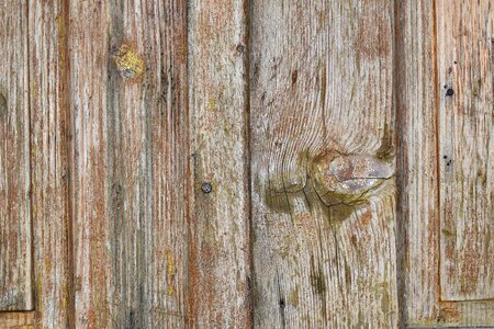 Hardwood knot oak photo