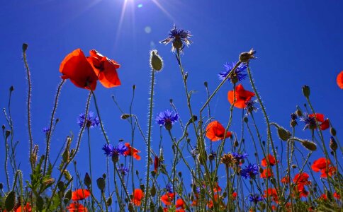Beautiful Flowers berry biology