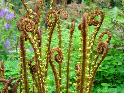 Odd foliage interesting