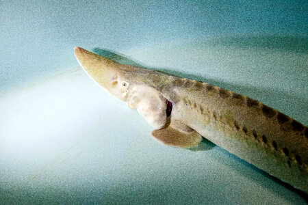 Pallid sturgeon-4 photo