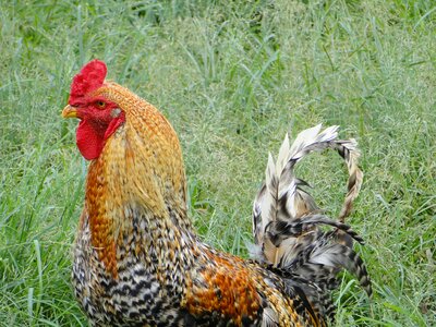 Poultry farm cockerel