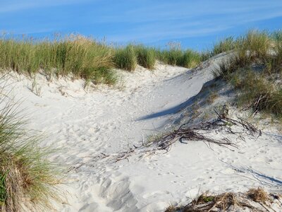 Dune grass coast baltic sea photo