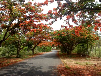 Scenic countryside springtime photo