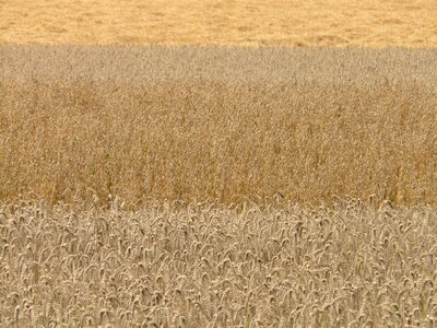 Cereal fields grain fields wheat photo