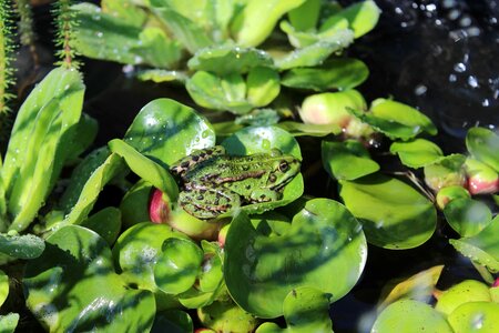 Amphibian animal daylight