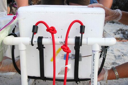 Cage carrier mare