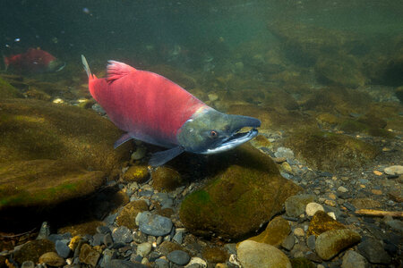 Sockeye Salmon photo