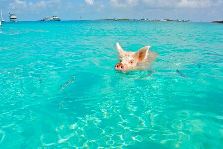 Bahamas animal wildlife