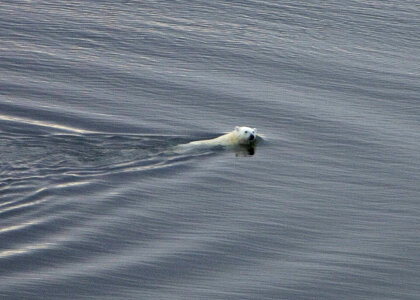 Polar bear-1 photo