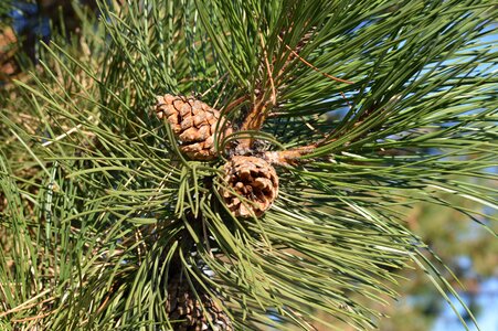 Pine cone brown photo