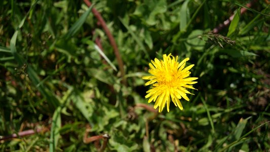 Blossom bloom plant